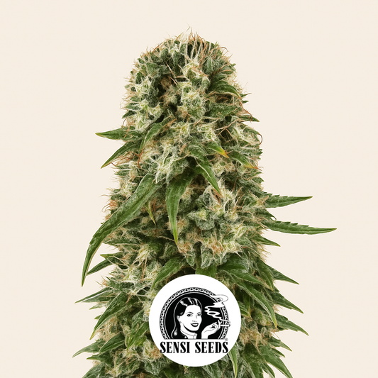 Big Bud Automatic (Sensi Seeds) Cannabis-Samen