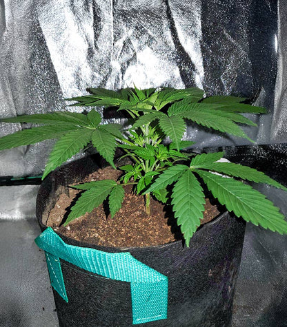 Passion #1 Cannabispflanze – Dutch Passion, Foto 2