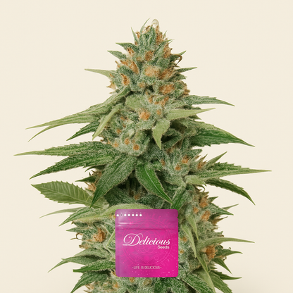 Delicious Candy Early Version (Delicious Seeds) Cannabis-Samen