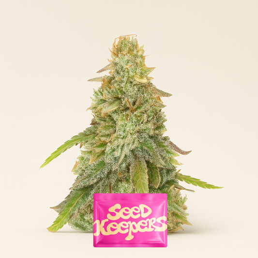 Sour Diesel x OG Kush feminisierte Samen (Seedkeepers)
