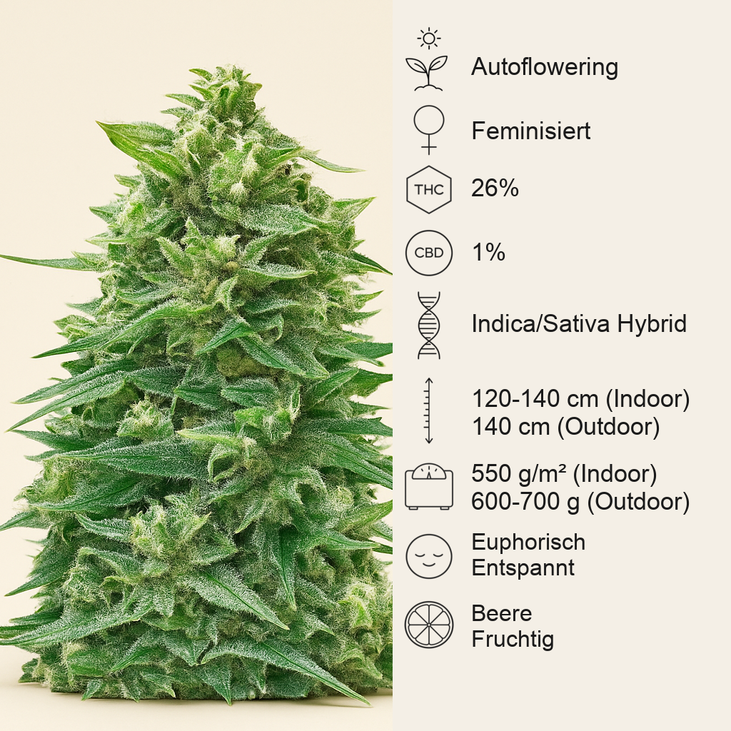 Watermelon Z Auto Samen feminisiert (Barney's Farm)