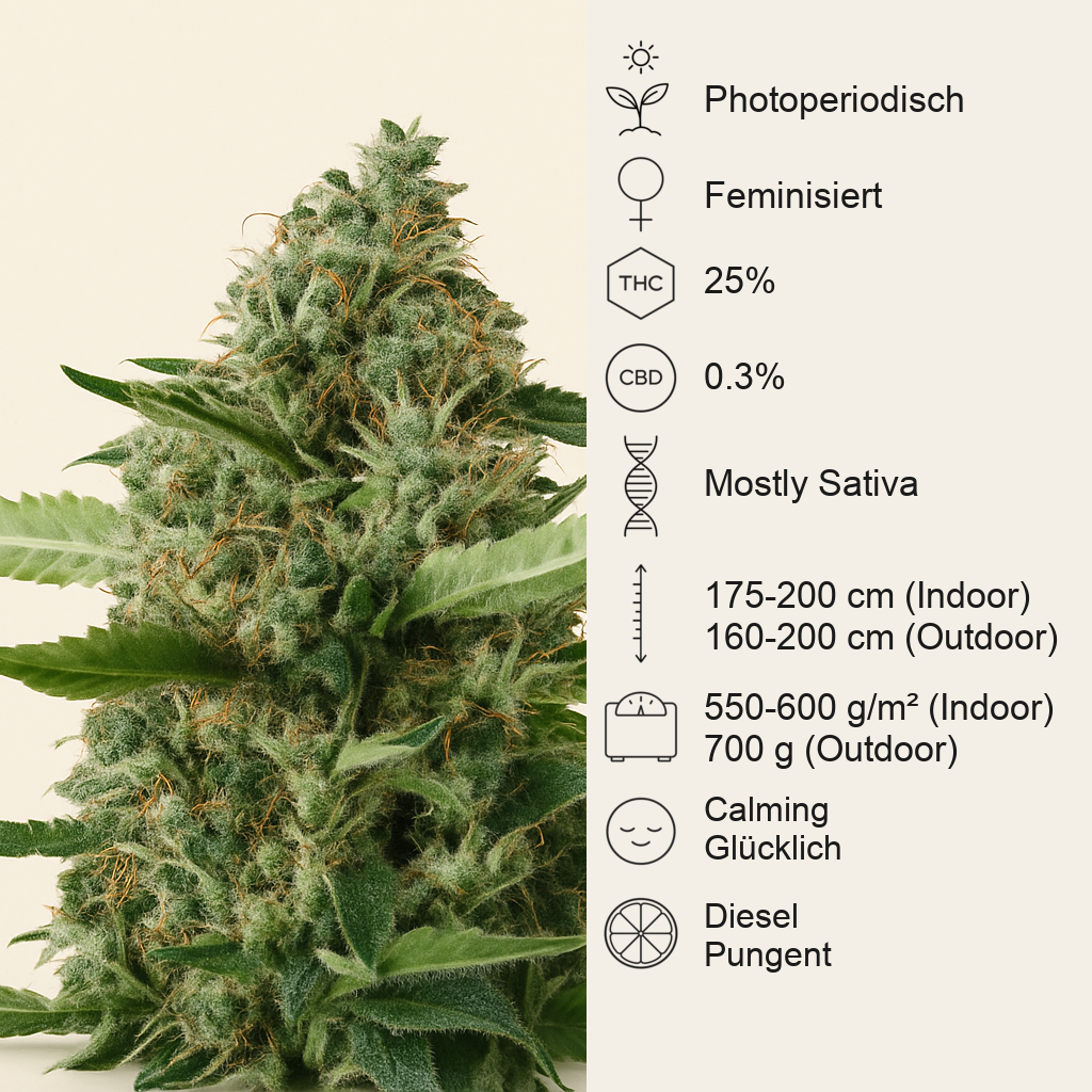 Sour Diesel (BlimBurn Seeds) Cannabis-Samen