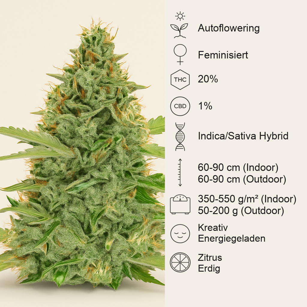Green Crack Auto (Fast Buds) Cannabis-Samen