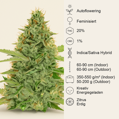 Green Crack Auto (Fast Buds) Cannabis-Samen