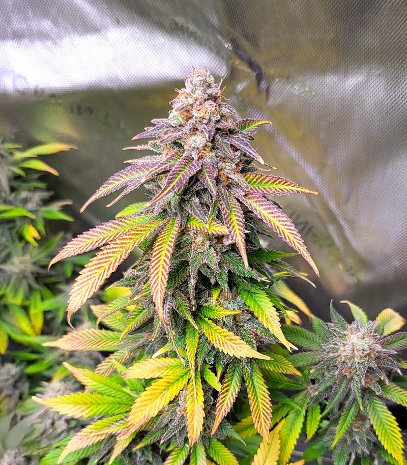 Dream Queen Autoflower Cannabispflanze – Humboldt Seed Company, Foto 4