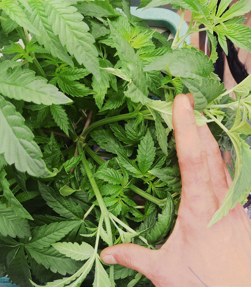 Mimosa x Orange Punch Cannabispflanze – Barney's Farm, Foto 5