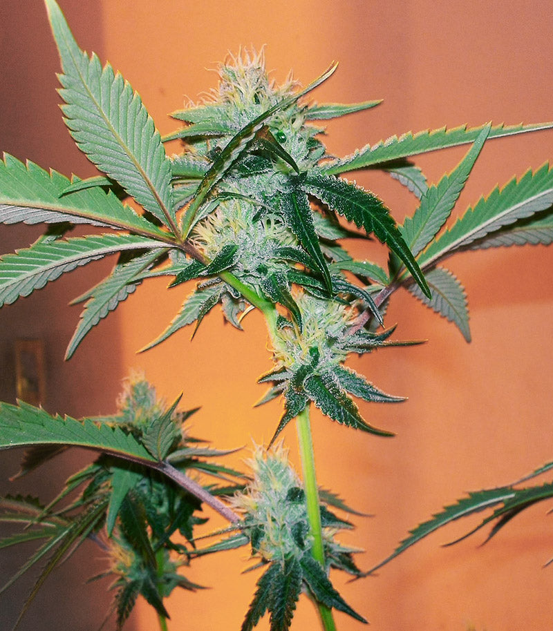Caramelo Early Version Cannabispflanze – Delicious Seeds, Foto 4