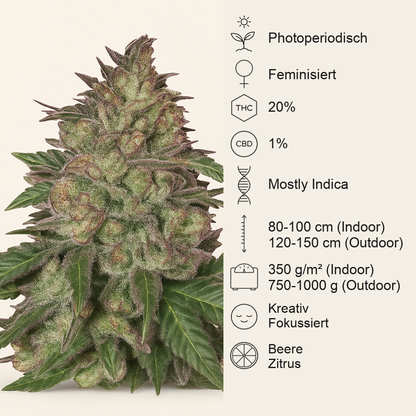 Sunset Sherbet (Pyramid Seeds) Cannabis-Samen