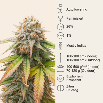 Keep Frosted Guava Autoflower feminisierte Samen (Seedkeepers)