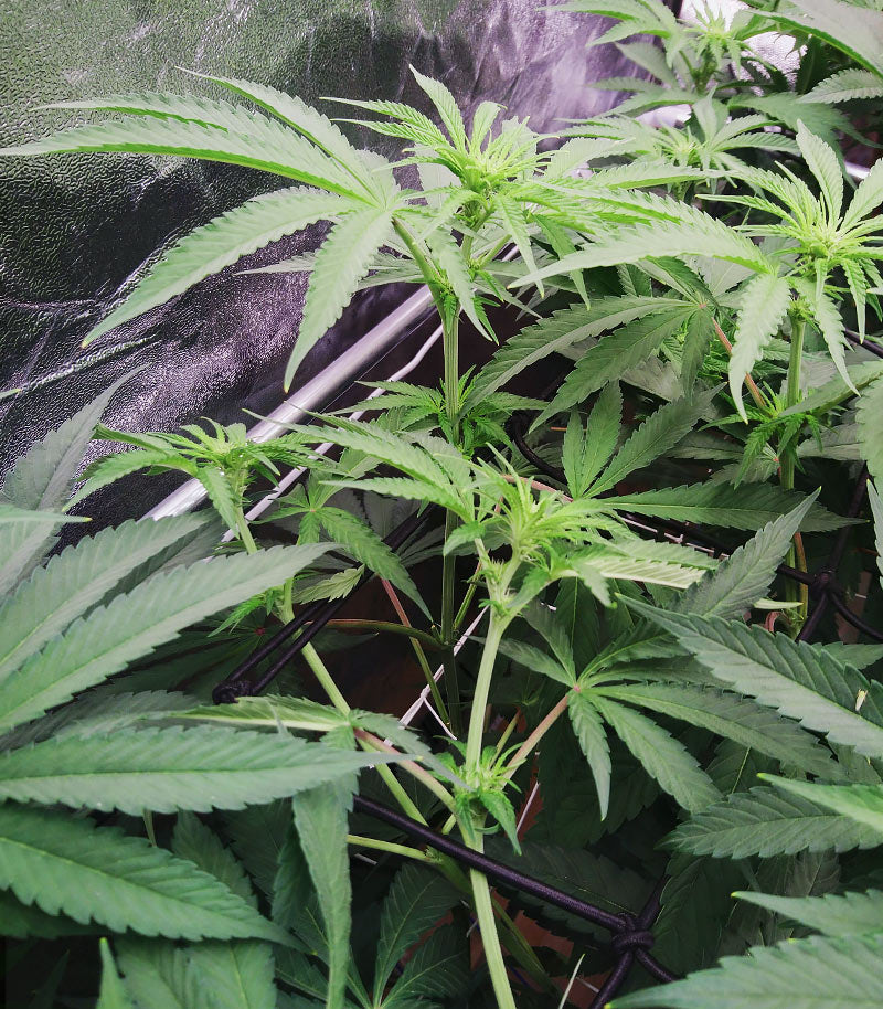 Mimosa x Orange Punch Cannabispflanze – Barney's Farm, Foto 3