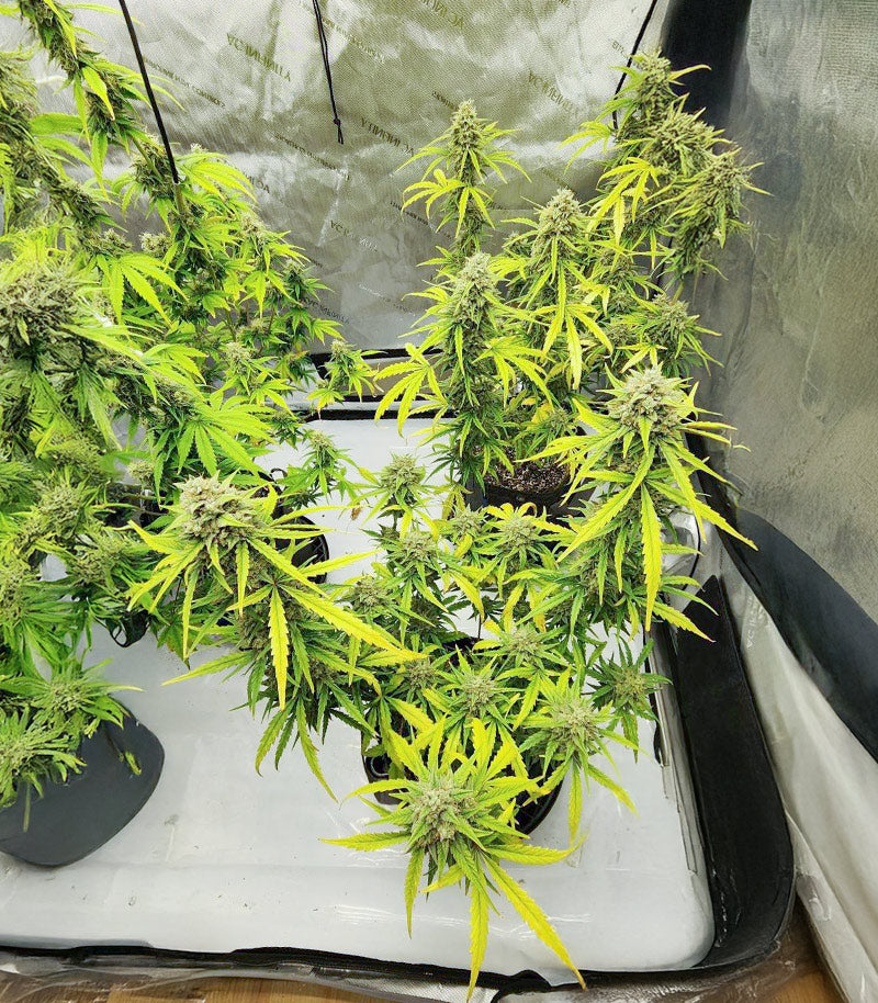 Also Know 47 Autoflower Cannabispflanze – Seedkeepers, Foto 3