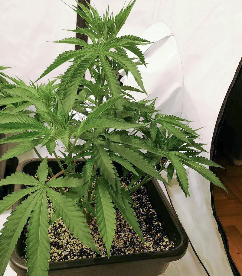 Mimosa x Orange Punch Cannabispflanze – Barney's Farm, Foto 1