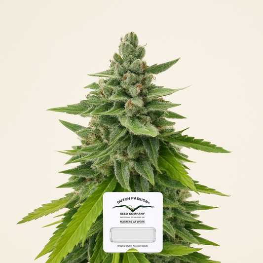 Passion #1 (Dutch Passion) Cannabis-Samen