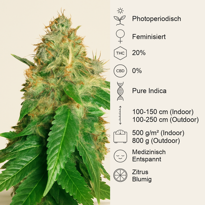Northern Light Blue (Delicious Seeds) Cannabis-Samen