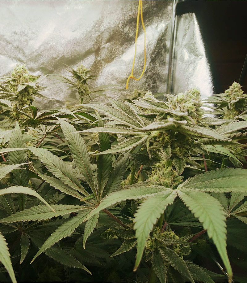 Mimosa x Orange Punch Cannabispflanze – Barney's Farm, Foto 4
