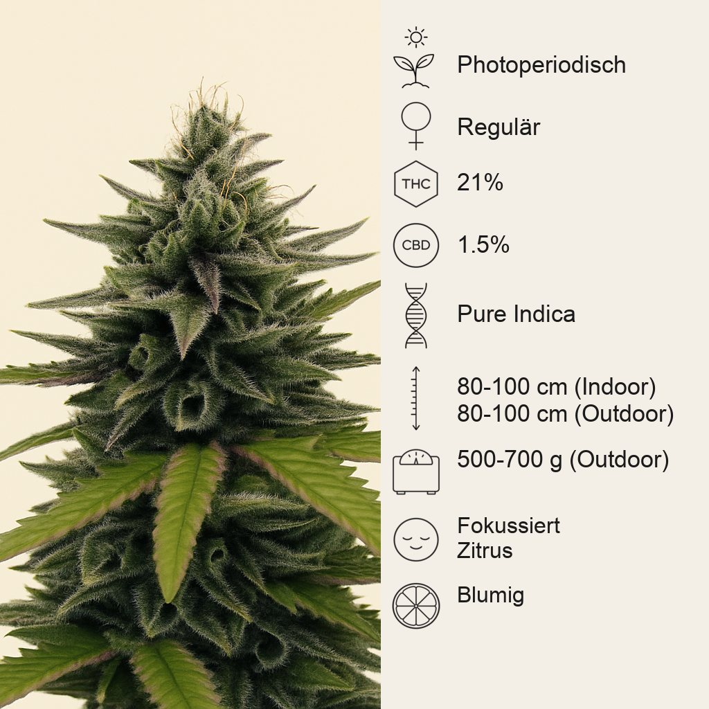 Afghan Hash Plant regular (Barney's Farm) Cannabis-Samen