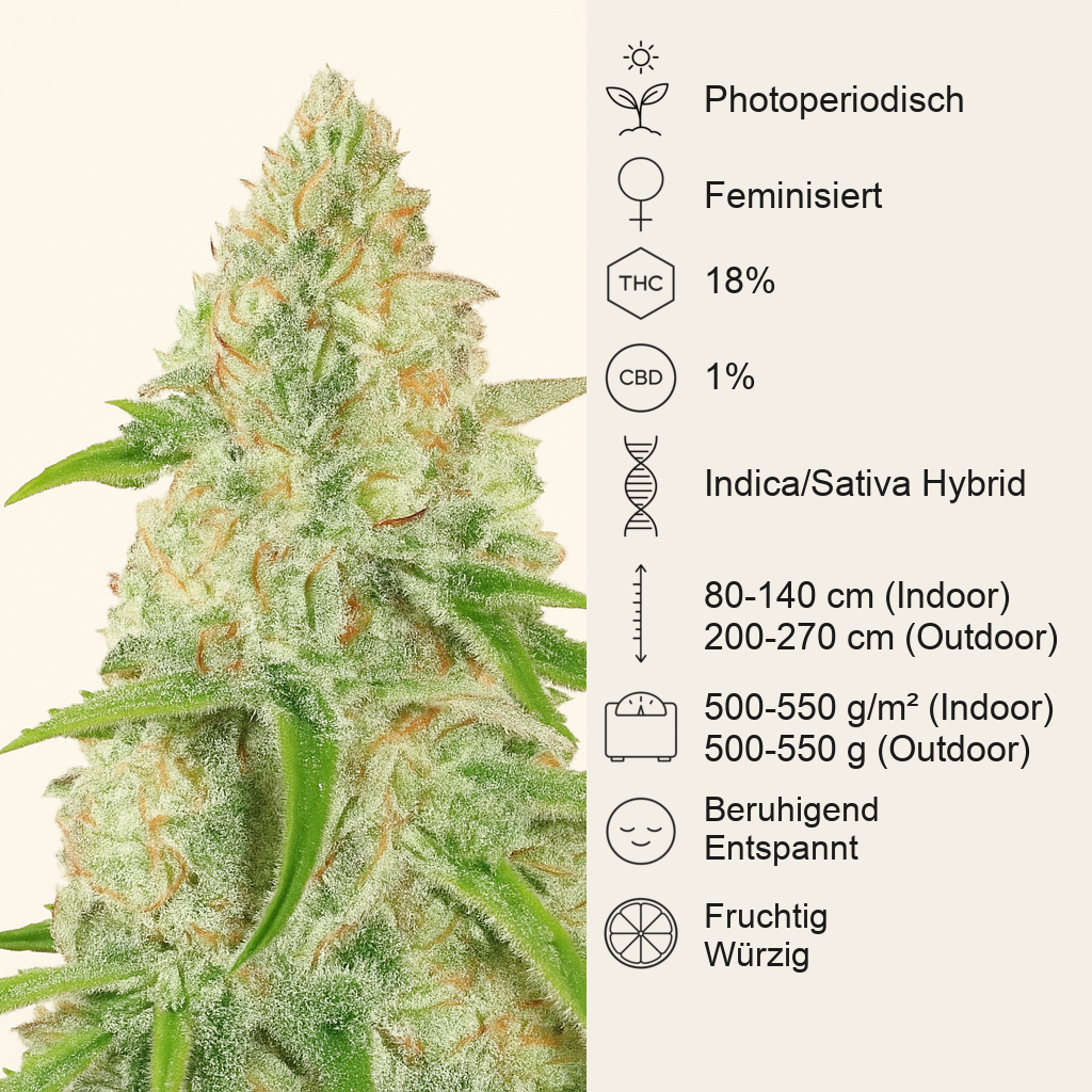 Special Queen #1 (RQS) Cannabis-Samen