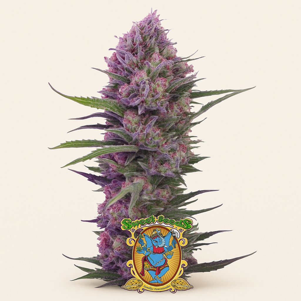 Cream Mandarine F1 Fast Version (Sweet Seeds)