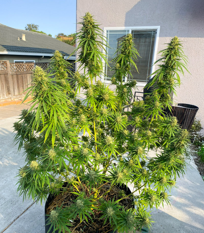 1-800-Cinderella-99 Autoflower Cannabispflanze – Seedkeepers, Foto 7
