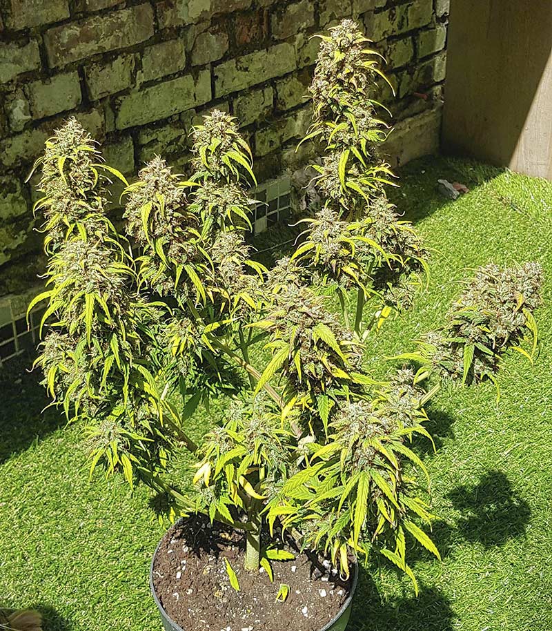 Skywalker Haze Cannabispflanze – Dutch Passion, Foto 11