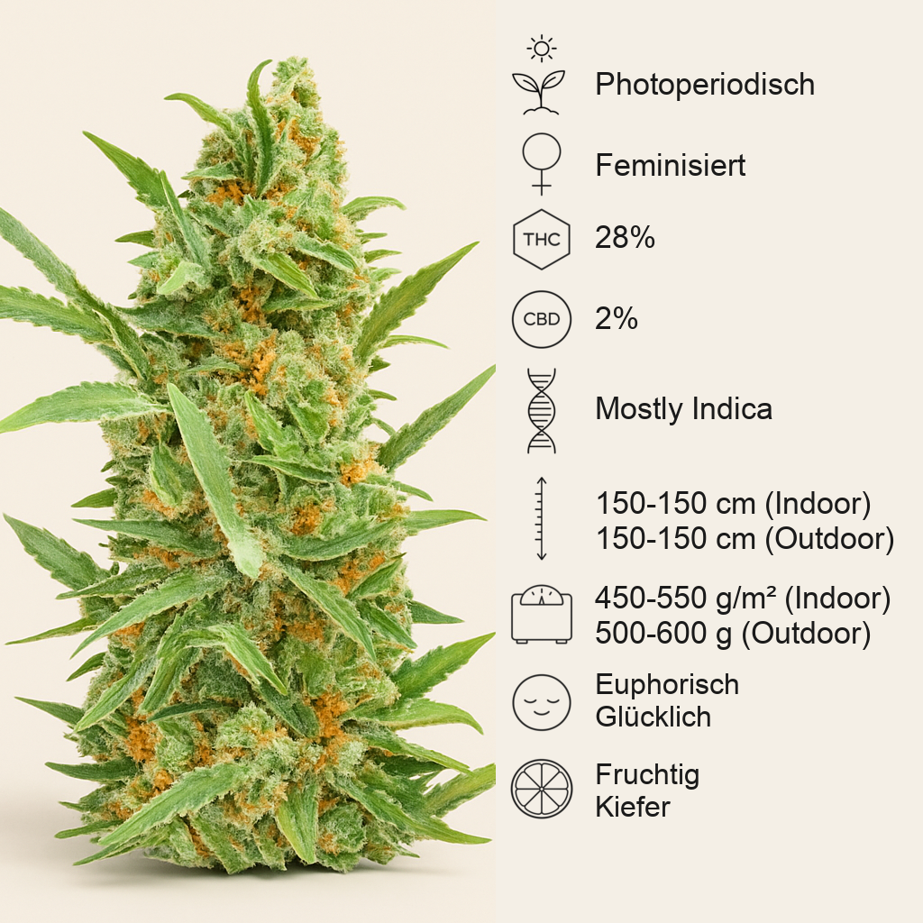 Dozy Cake feminisierte Samen (AlphaFem Seeds)