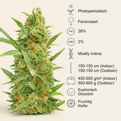 Dozy Cake feminisierte Samen (AlphaFem Seeds)