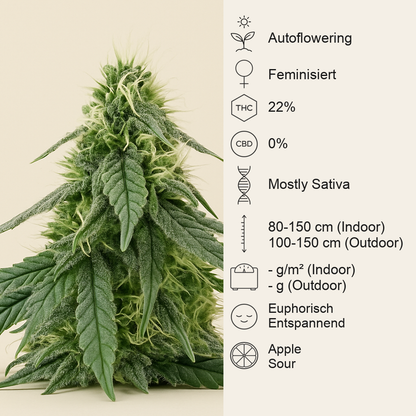 Sour Apple Autoflower feminisierte Samen (Humboldt Seed Company)