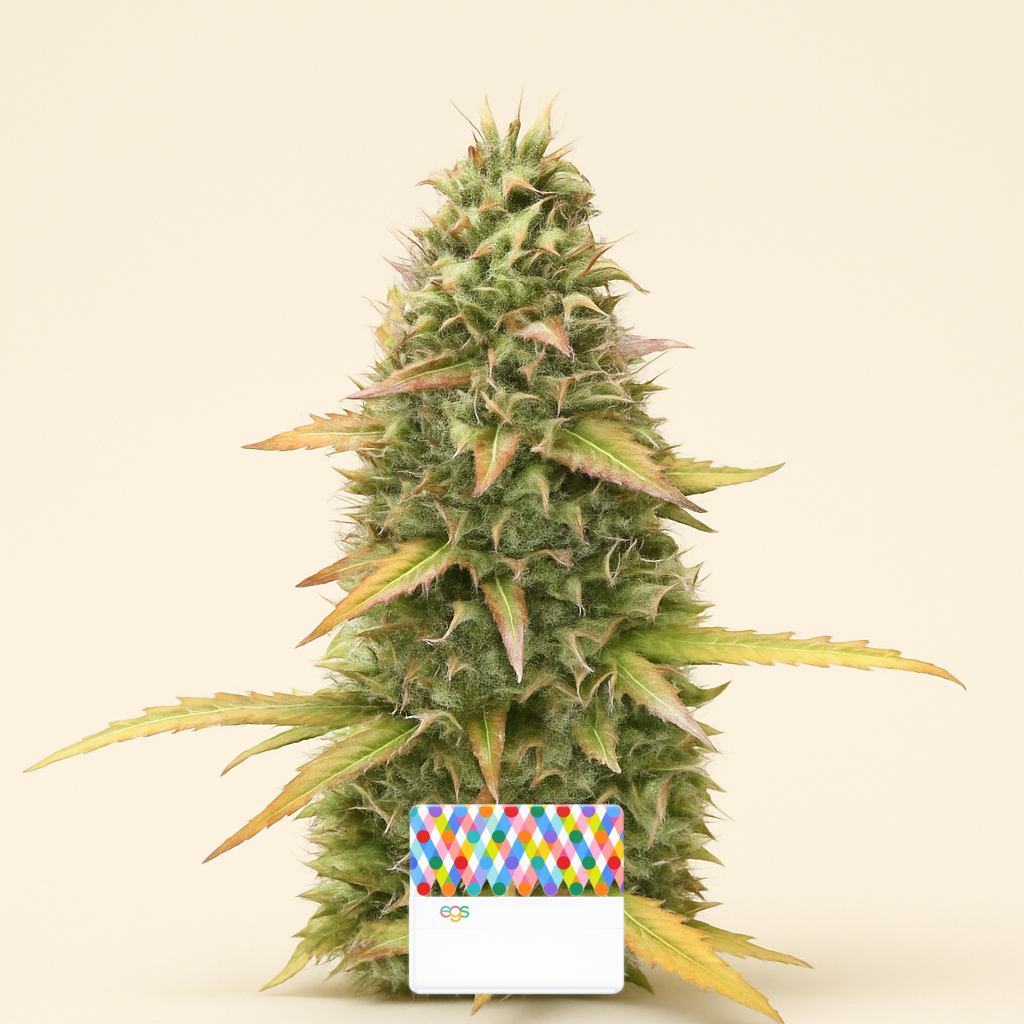 Kosher Kush 66 Autoflower feminisierte Samen (EGS)
