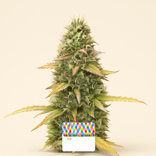 Kosher Kush 66 Autoflower feminisierte Samen (EGS)