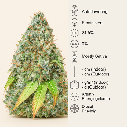 Bruce Banner Auto feminisierte Samen (Seedstockers)
