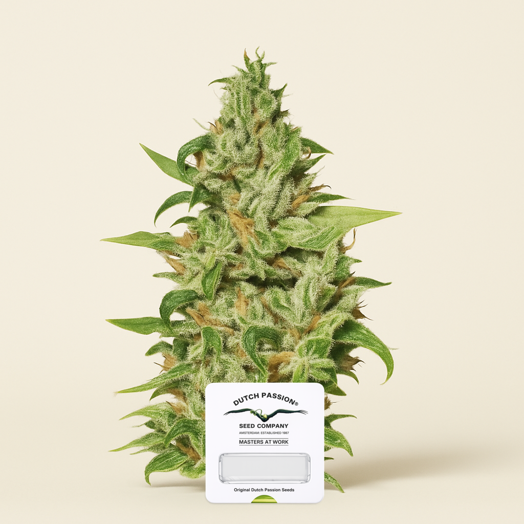 Euforia (Dutch Passion) Cannabis-Samen