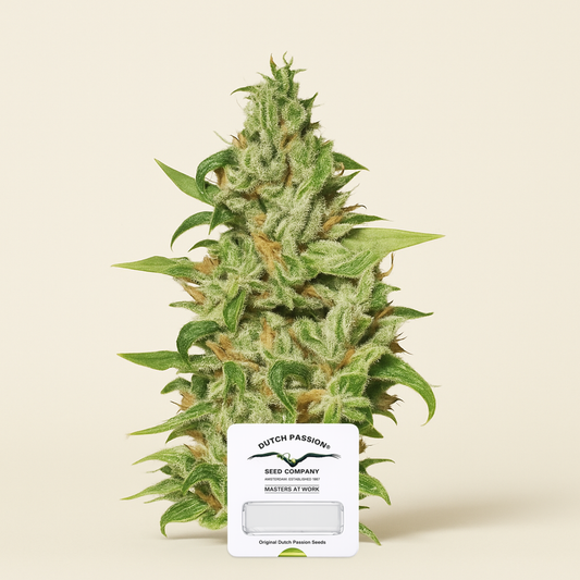 Euforia (Dutch Passion) Cannabis-Samen