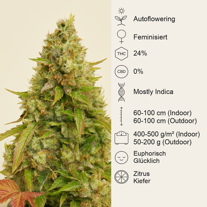 Auto White Widow (Dutch Passion) Cannabis-Samen