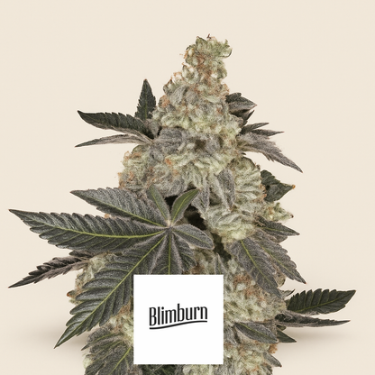 Girl Scout Cookies (BlimBurn Seeds) Cannabis-Samen