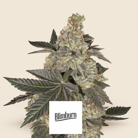 Girl Scout Cookies (BlimBurn Seeds) Cannabis-Samen
