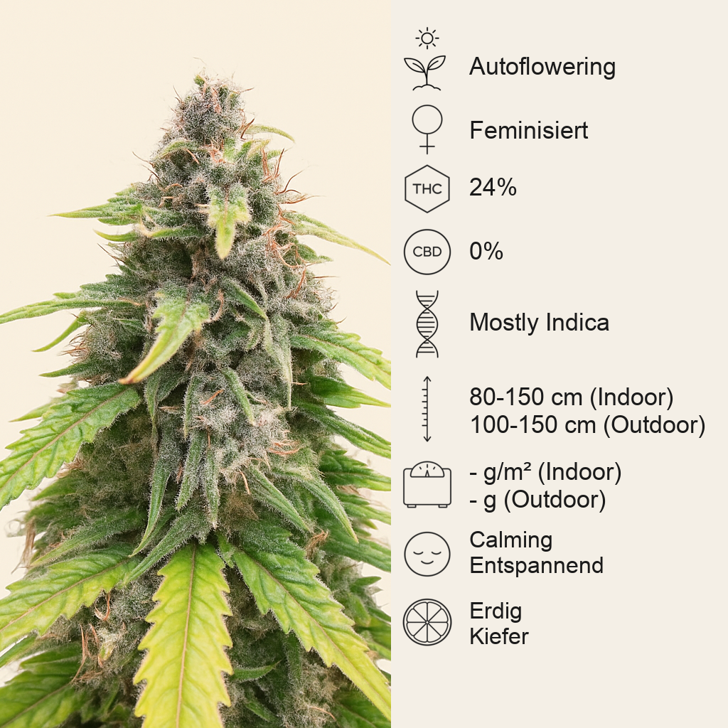 OG Kush Autoflower feminisierte Samen (Humboldt Seed Company)