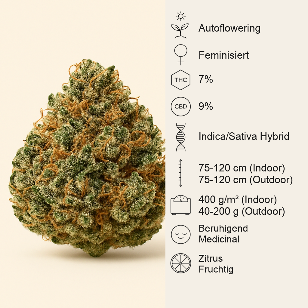 Auto New York City CBD (Pyramid Seeds) Cannabis-Samen
