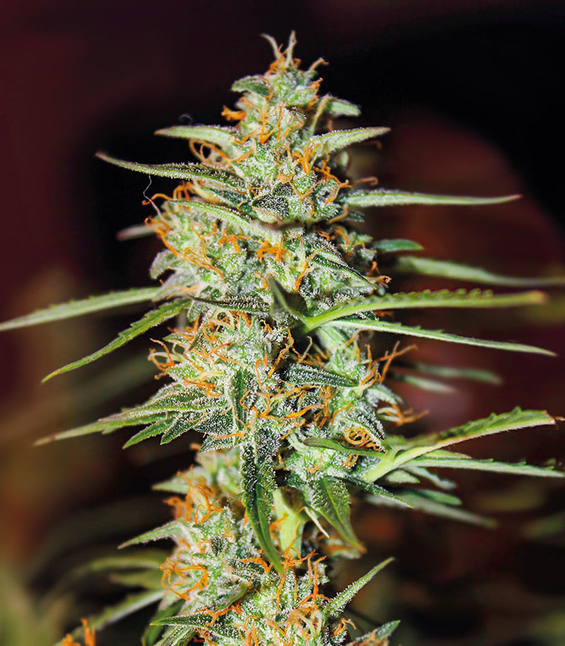 Acid Rain Autoflower Cannabispflanze – EGS, Foto 1