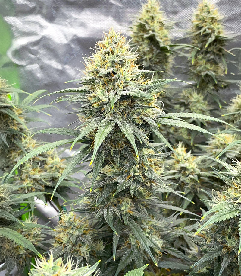 Durban Poison Autoflower Cannabispflanze – Humboldt Seed Company, Foto 3