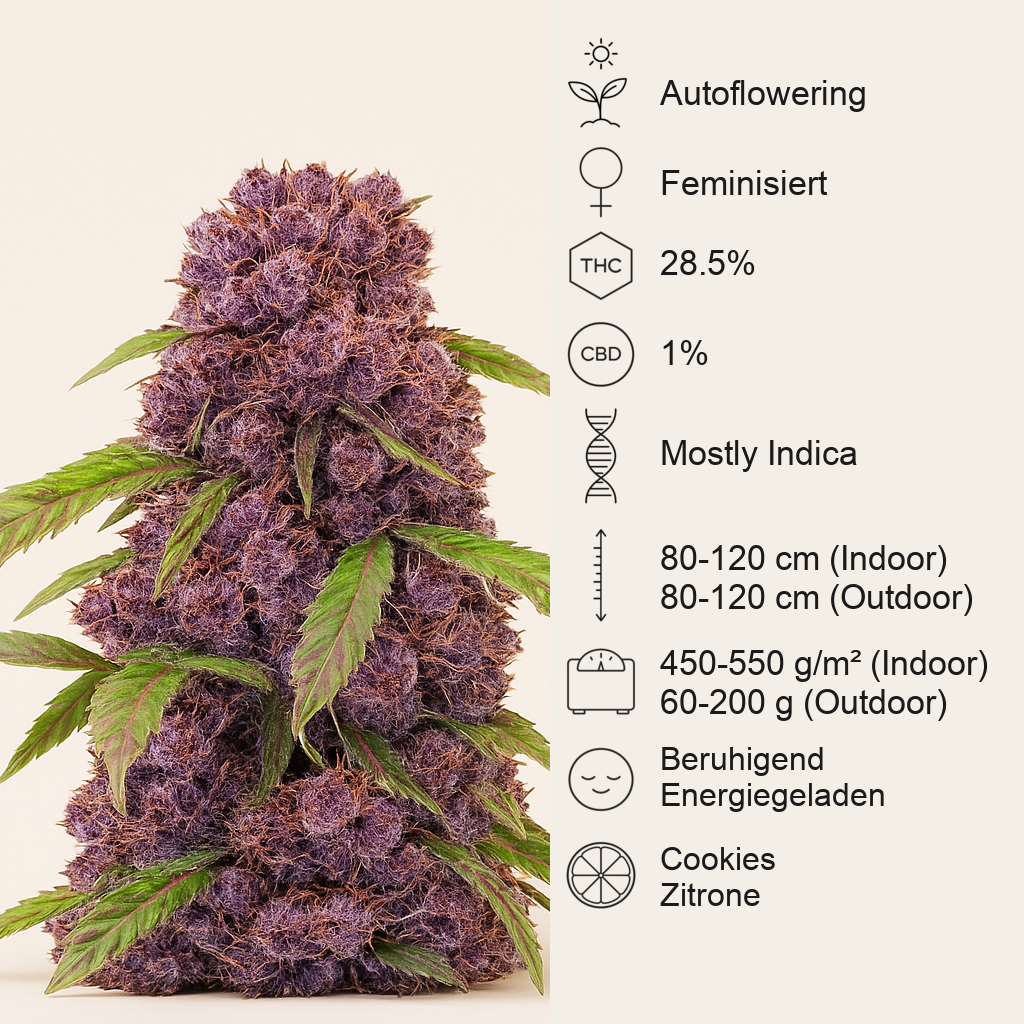 Lemon Cherry Cookies Auto feminisierte Samen (Fast Buds)