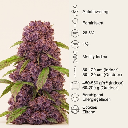 Lemon Cherry Cookies Auto feminisierte Samen (Fast Buds)