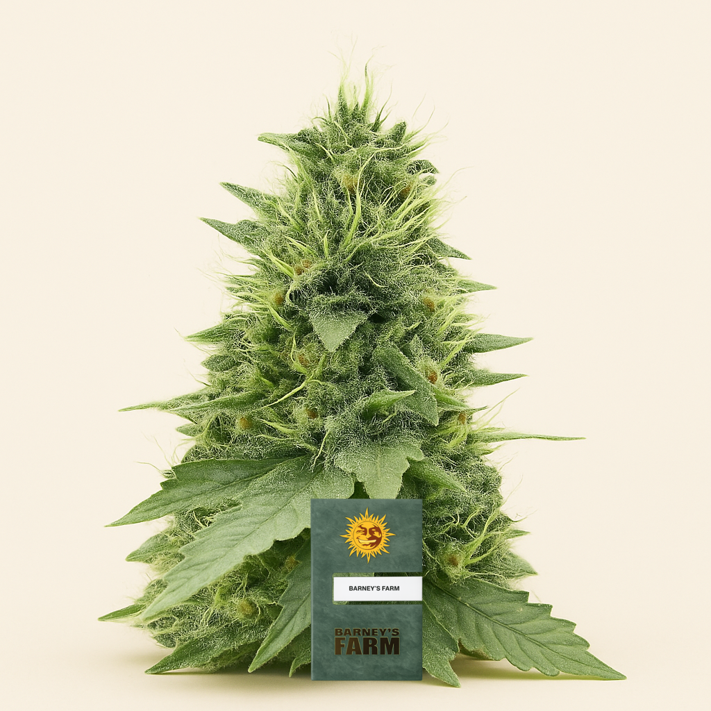 Cherry Poppers feminisierte Samen (Barney's Farm)