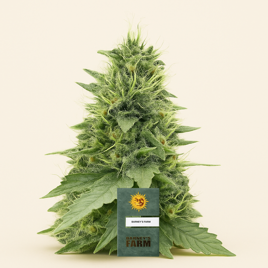 Cherry Poppers feminisierte Samen (Barney's Farm)