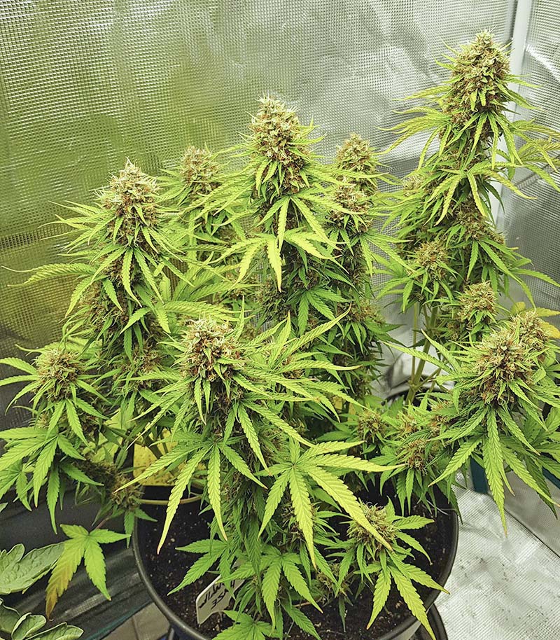 Skywalker Haze Cannabispflanze – Dutch Passion, Foto 16