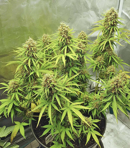 Skywalker Haze Cannabispflanze – Dutch Passion, Foto 16