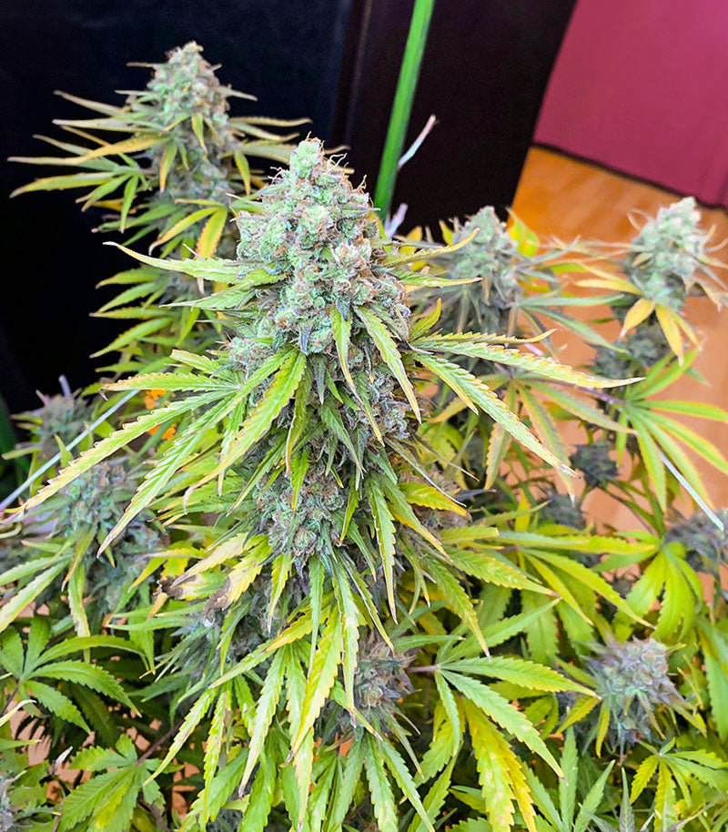 AK 47 Fast Version Cannabispflanze – EGS, Foto 2
