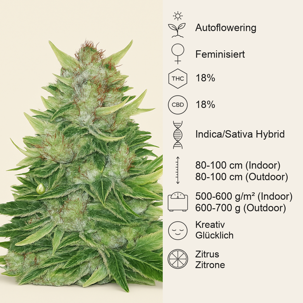 CBD Lemon Auto Samen feminisiert (Herbies Seeds)