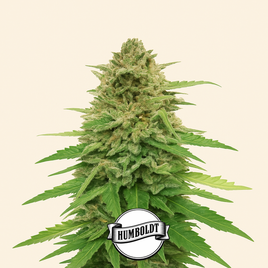 Pineapple Muffin Autoflower feminisierte Samen (Humboldt Seed Company)