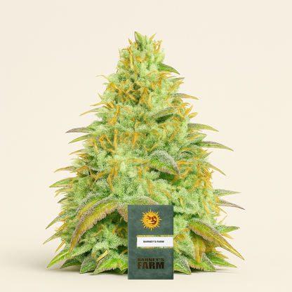 Tangerine Dream (Barney's Farm) Cannabis-Samen