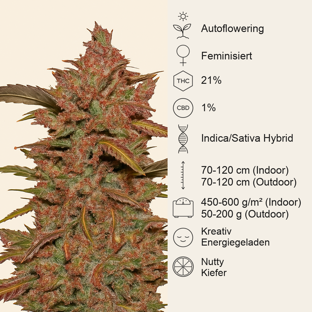Crystal METH Auto (Fast Buds) Cannabis-Samen